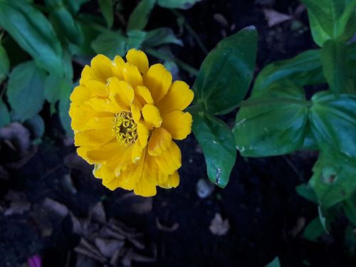 flower yellow nature