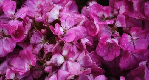 flower pink pink flowers