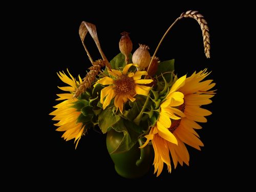 flower sunflower economic plant