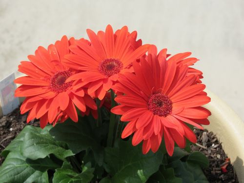 flower zinnia blossom