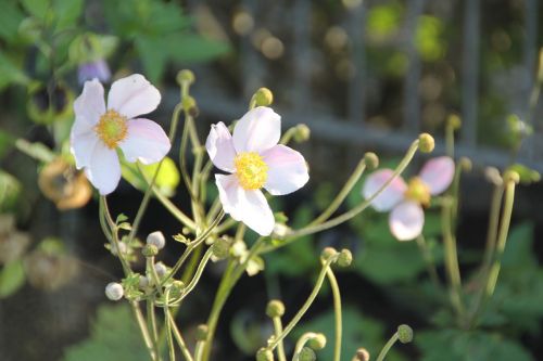 flower pink nature