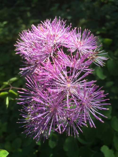 flower pink summer