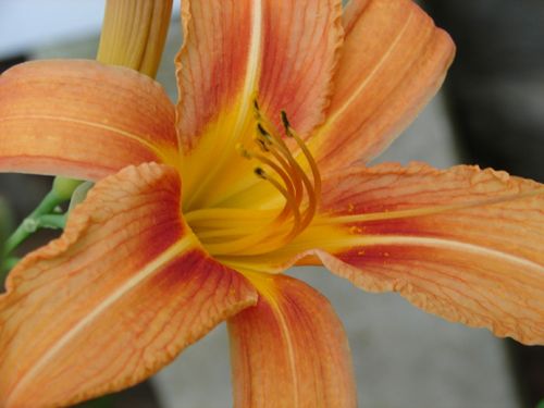 flower orange nature