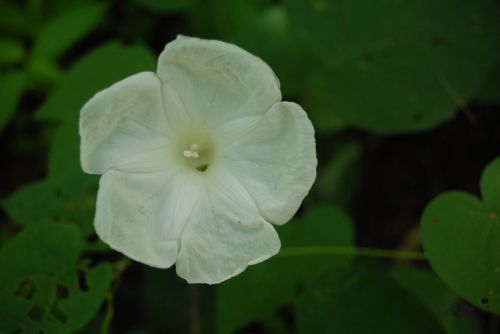 flower nature garden