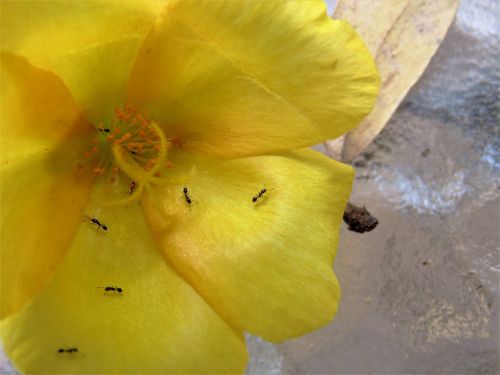 flower yellow macro