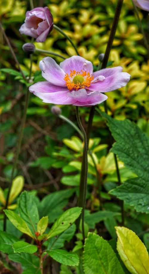 flower pink daisy