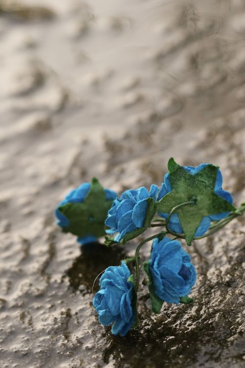 flower miniature roses
