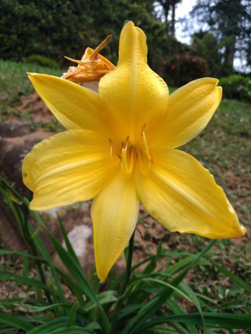 flower yellow yellow flower