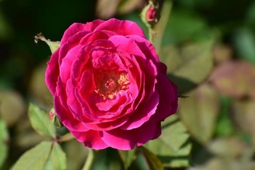 flower rose nature