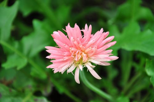 flower plant floral