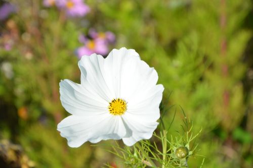 flower white flower nature