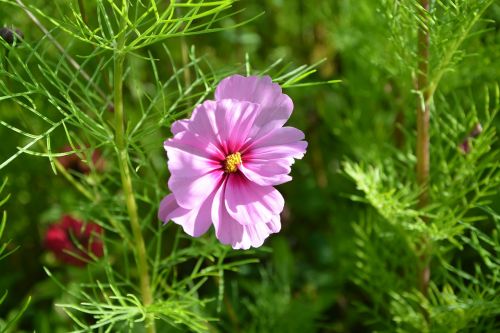 flower flower violet pink nature