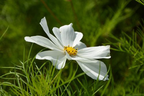 flower white flower nature