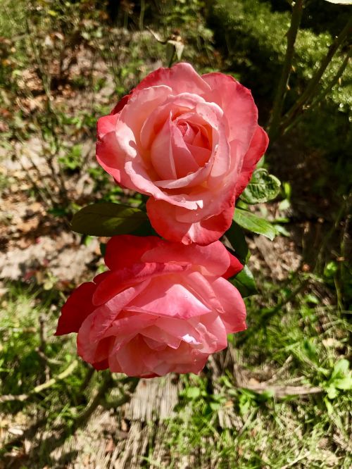 flower red twins