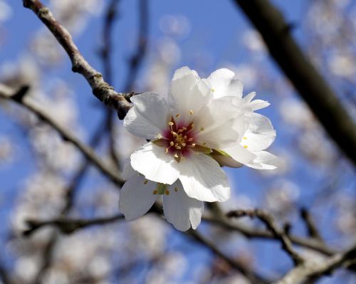 flower almond tree flowering
