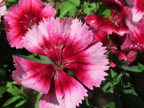 flower red and pink garden