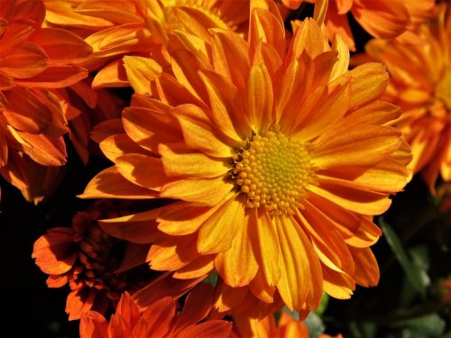 flower orange gold