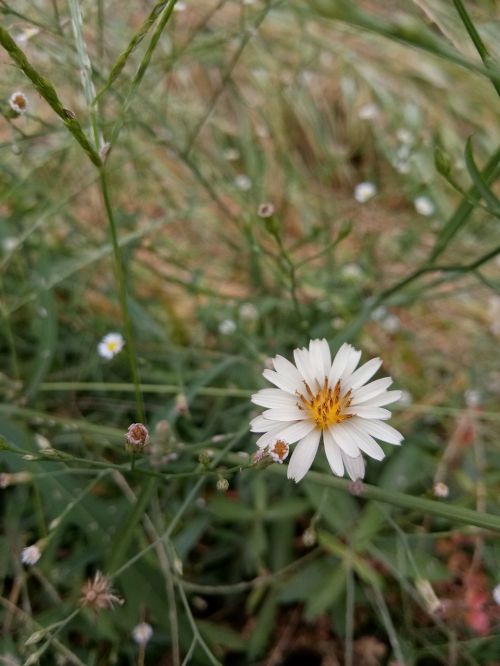 flower white autumn