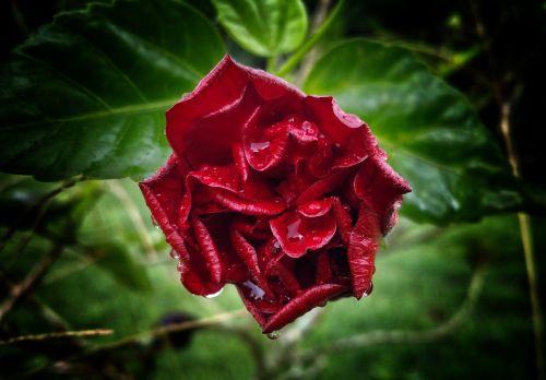 flower rose red