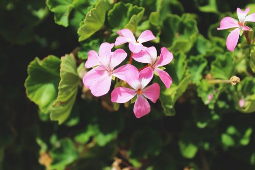 flower pink flowers blossom