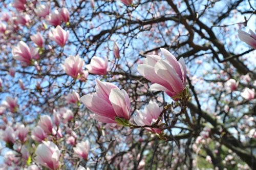 flower nature elegance