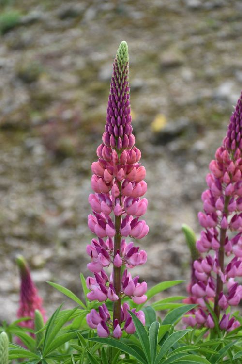 flower pink plant