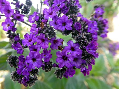 flower heliotrope violet