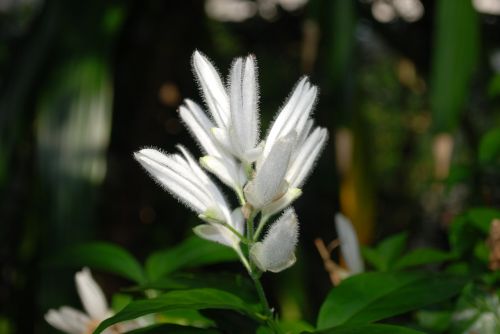 flower blossom nature