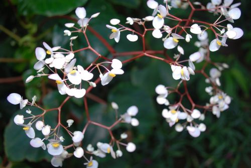 flower blossom plant