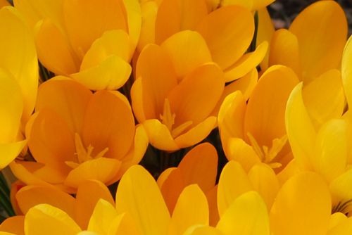 flower crocus yellow