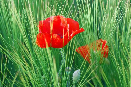 flower poppy red