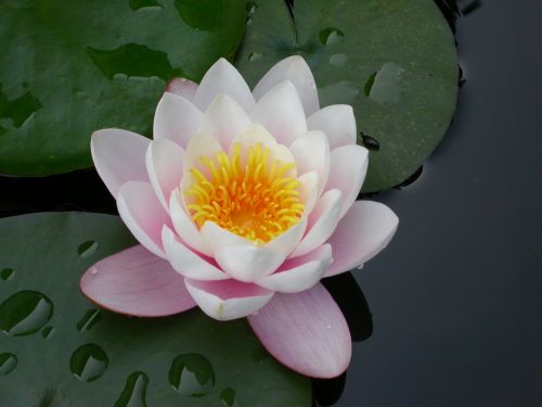 flower water lily pink