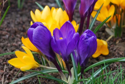 flower crocus violet