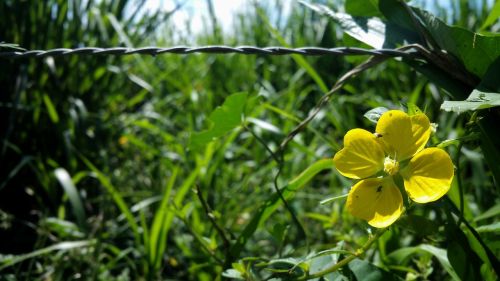 flower yellow barb wire