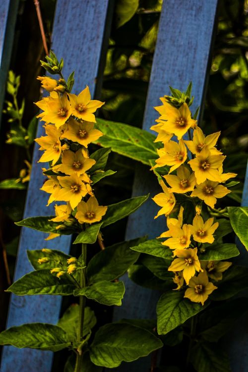 flower nature yellow
