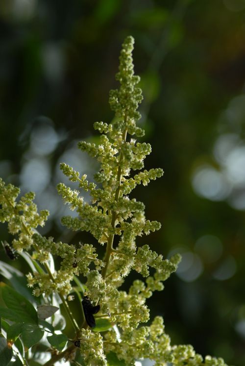 flower tree nature