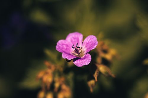 flower purple outdoors