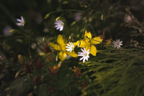 flower flowers the nature of the