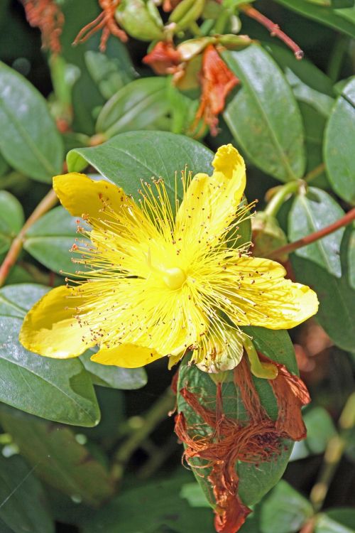 flower yellow yellow flowers