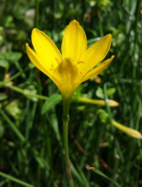 flower yellow nature