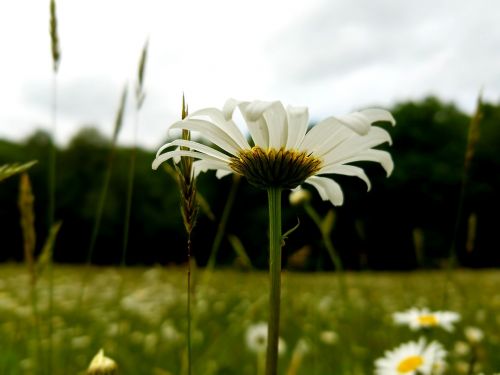 flower daisy nature