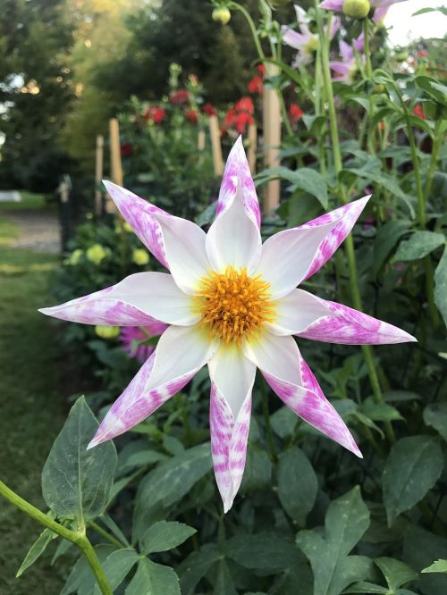 flower open petals