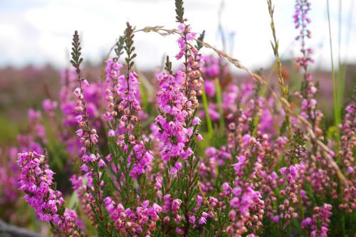 flower heathers purple