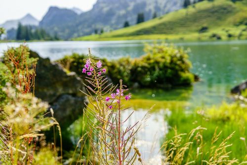 flower lake mountain