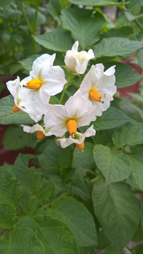 flower potatoes white
