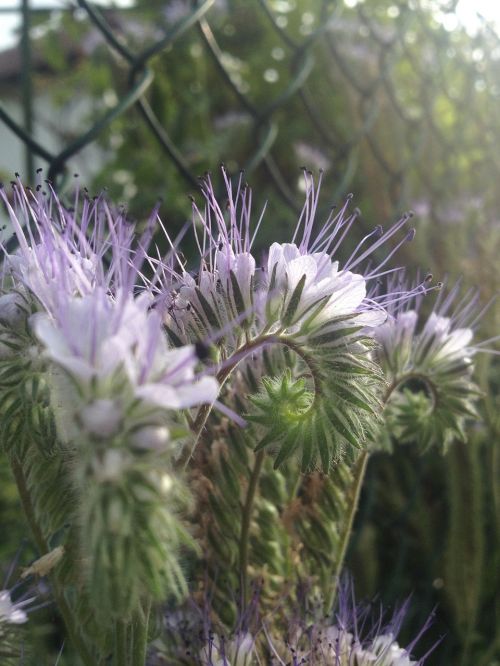 flower purple filigree