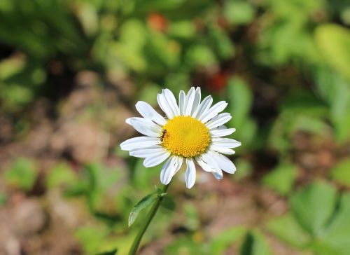 flower marguerite yellow