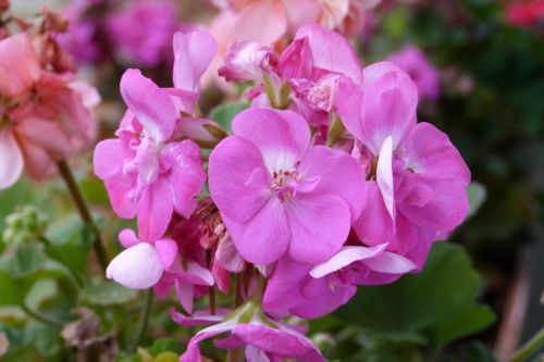 flower plant nature