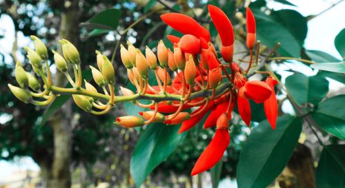 flower red floral