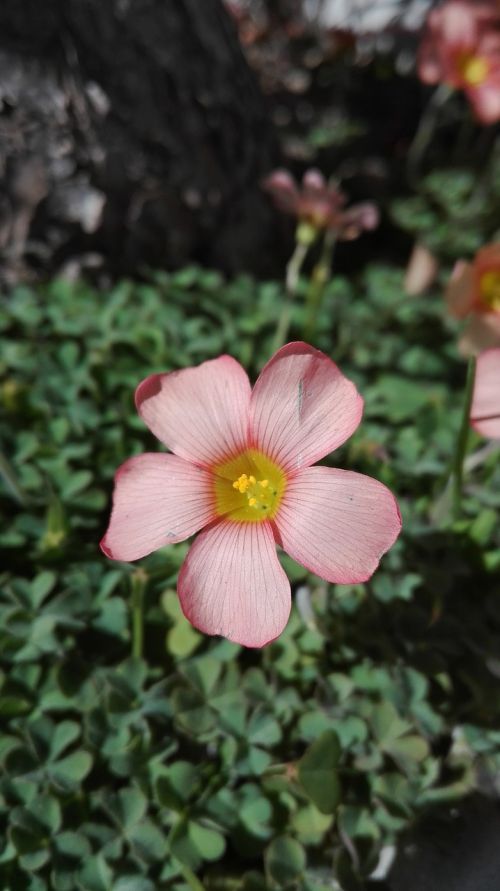 flower wildflower oxalis hirsuta